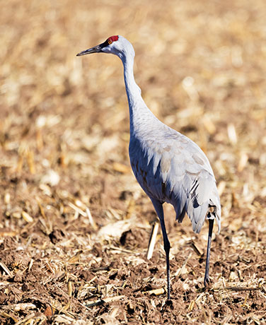 Sandhill Cranes Grus canadensis 