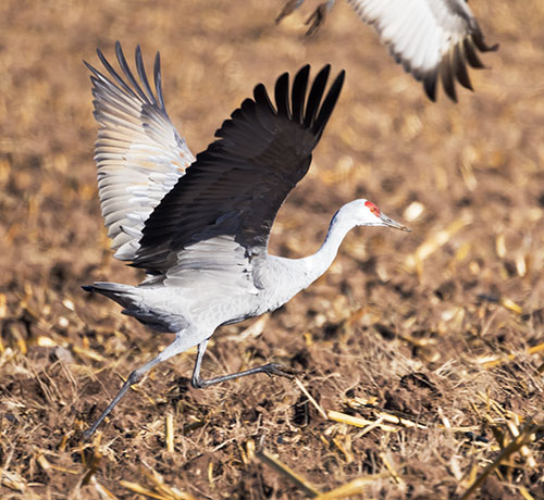 Sandhill Cranes Grus canadensis 