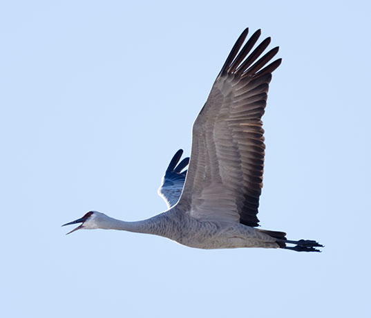Sandhill Cranes Grus canadensis 
