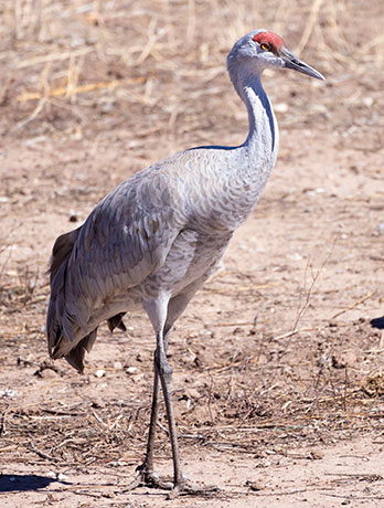 Sandhill Cranes Grus canadensis 