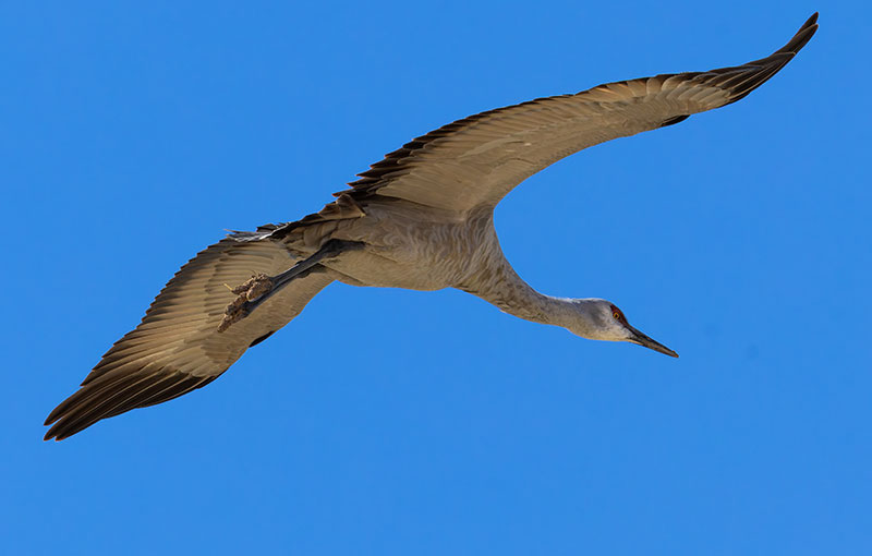 Sandhill Cranes Grus canadensis 