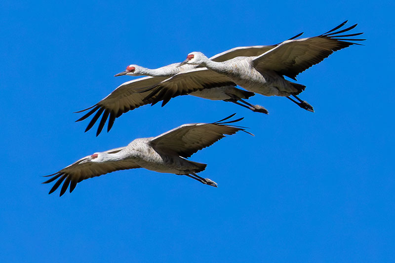 Sandhill Cranes Grus canadensis 