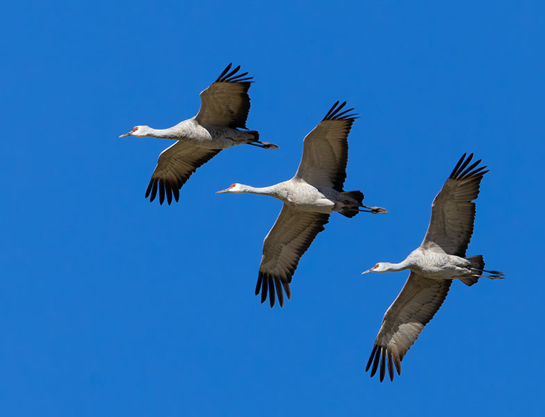 Sandhill Cranes Grus canadensis 