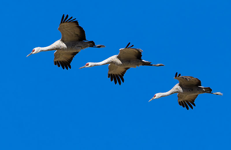 Sandhill Cranes Grus canadensis 