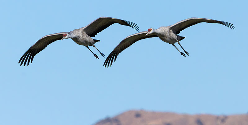 Sandhill Cranes Grus canadensis 