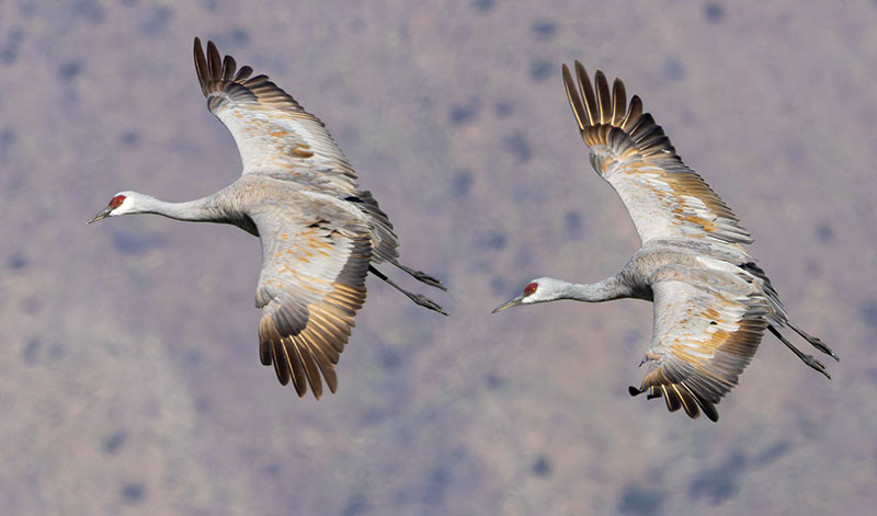 Sandhill Cranes Grus canadensis 