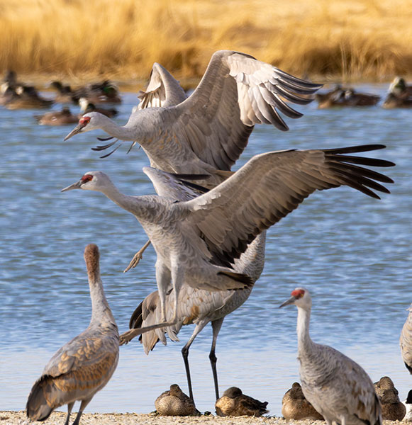 Sandhill Cranes Grus canadensis 