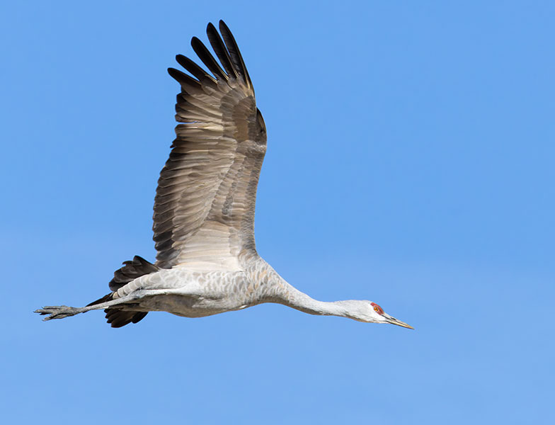 Sandhill Cranes Grus canadensis 