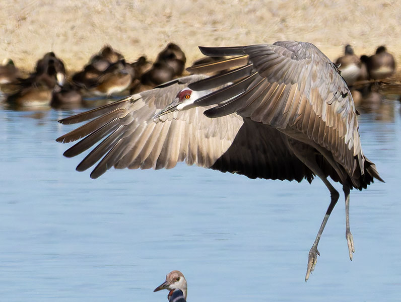 Sandhill Cranes Grus canadensis 