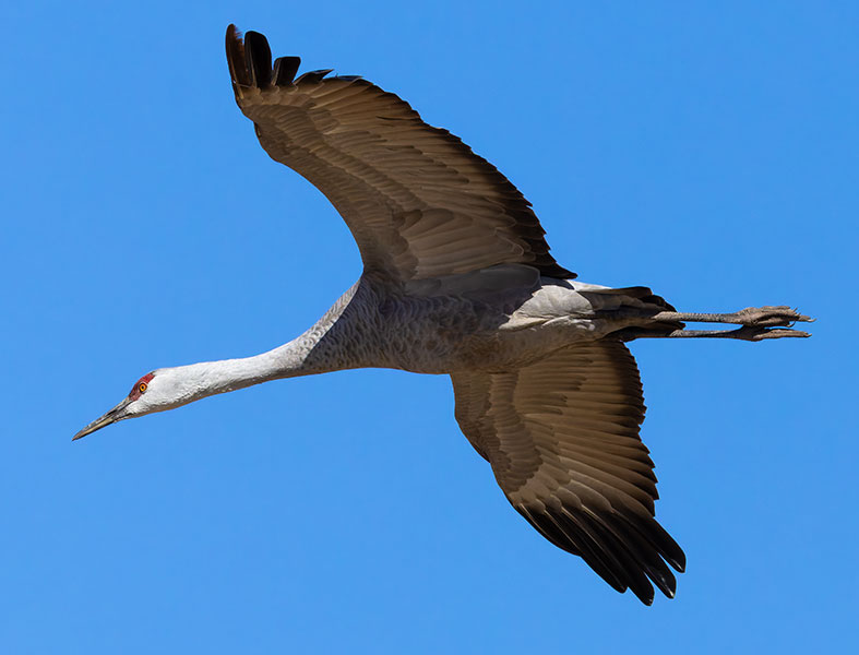 Sandhill Cranes Grus canadensis 