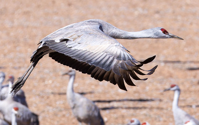 Sandhill Cranes Grus canadensis 