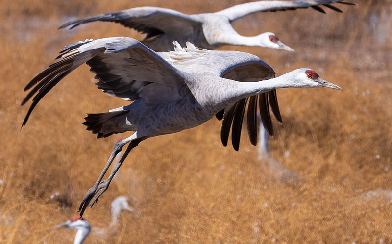 Sandhill Cranes Grus canadensis 