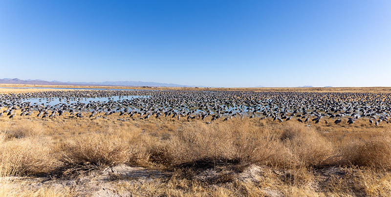 Sandhill Cranes Grus canadensis 