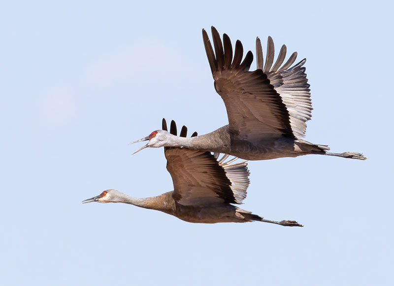 Sandhill Cranes Grus canadensis 