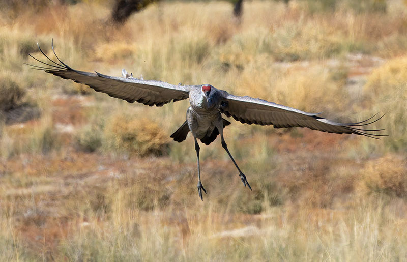 Sandhill Cranes Grus canadensis 