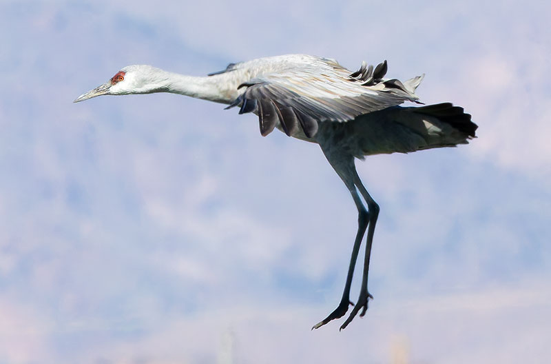 Sandhill Cranes Grus canadensis 