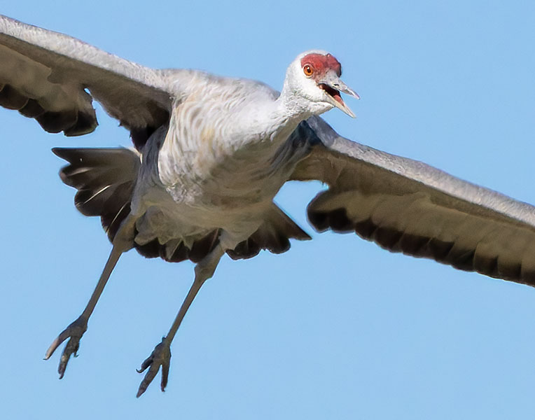 Sandhill Cranes Grus canadensis 