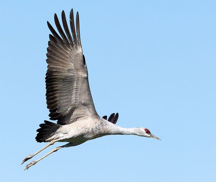 Sandhill Cranes Grus canadensis 