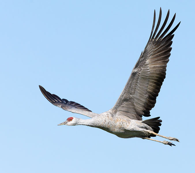 Sandhill Cranes Grus canadensis 