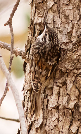 Brown Creeper Certhia americana