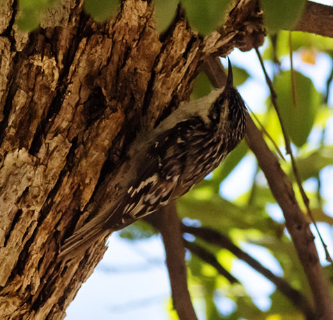 Brown Creeper Certhia americana