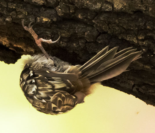Brown Creeper Certhia americana