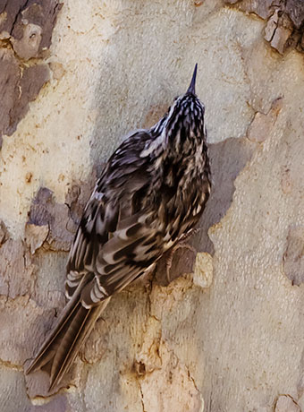 Brown Creeper Certhia americana