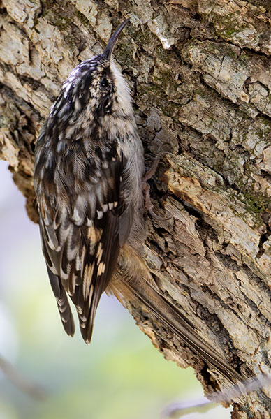 Brown Creeper Certhia americana