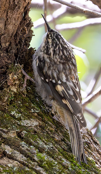 Brown Creeper Certhia americana