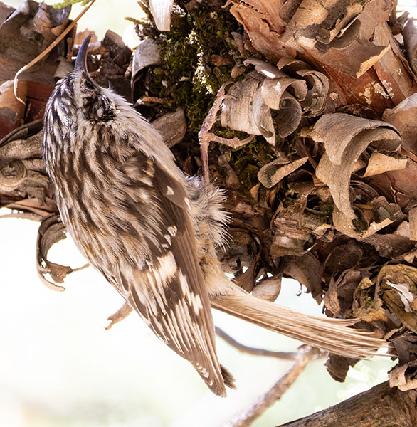 Brown Creeper Certhia americana