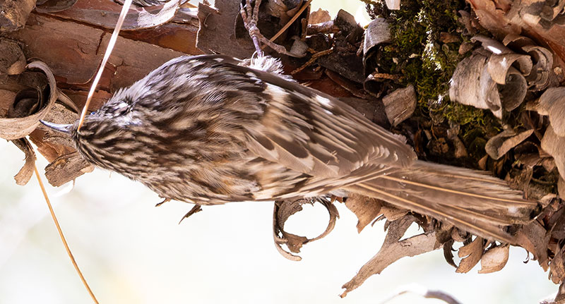Brown Creeper Certhia americana
