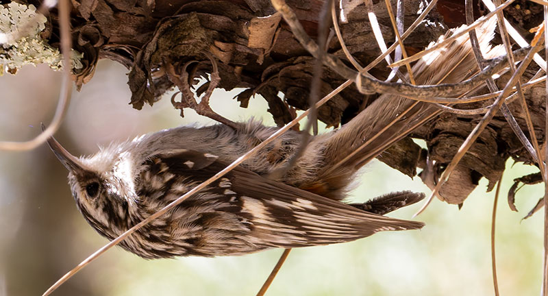 Brown Creeper Certhia americana