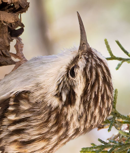 Brown Creeper Certhia americana