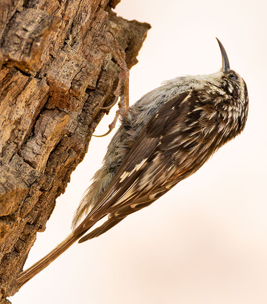 Brown Creeper Certhia americana
