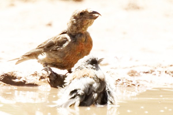 Red Crossbill Loxia curvirostra 