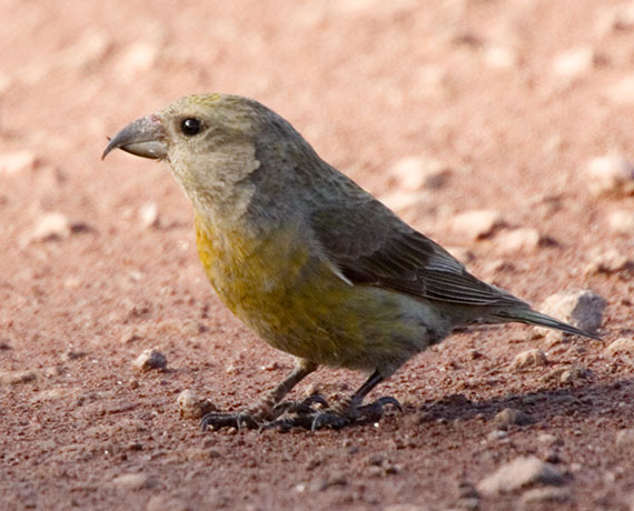 Red Crossbill Loxia curvirostra 