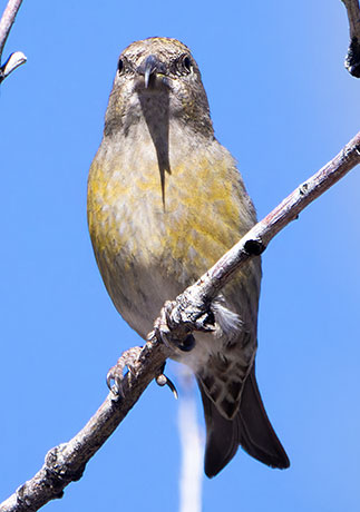 Red Crossbill Loxia curvirostra 