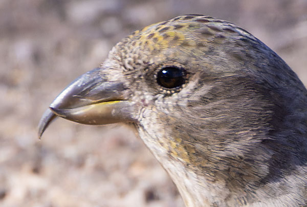 Red Crossbill Loxia curvirostra 