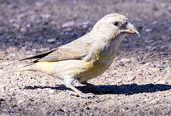 Red Crossbill Loxia curvirostra 