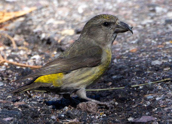 Red Crossbill Loxia curvirostra 
