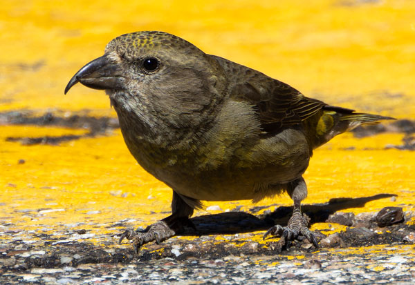 Red Crossbill Loxia curvirostra 