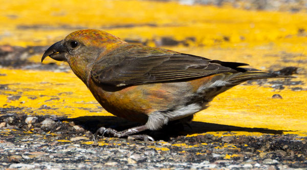 Red Crossbill Loxia curvirostra 