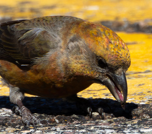 Red Crossbill Loxia curvirostra 