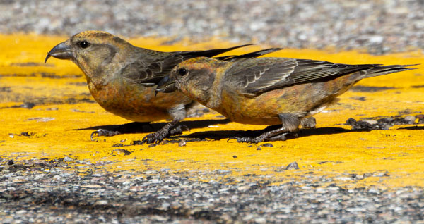 Red Crossbill Loxia curvirostra 