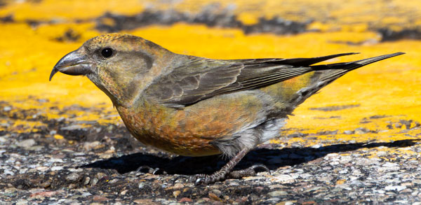 Red Crossbill Loxia curvirostra 