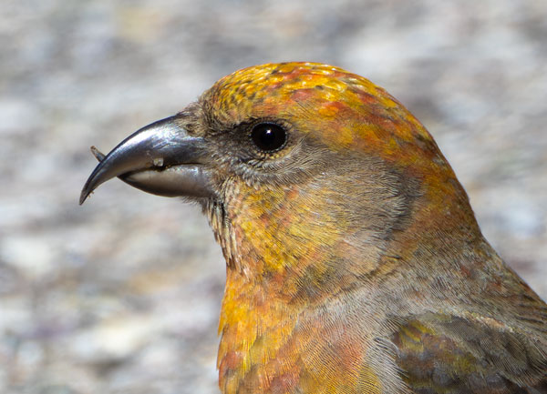 Red Crossbill Loxia curvirostra 