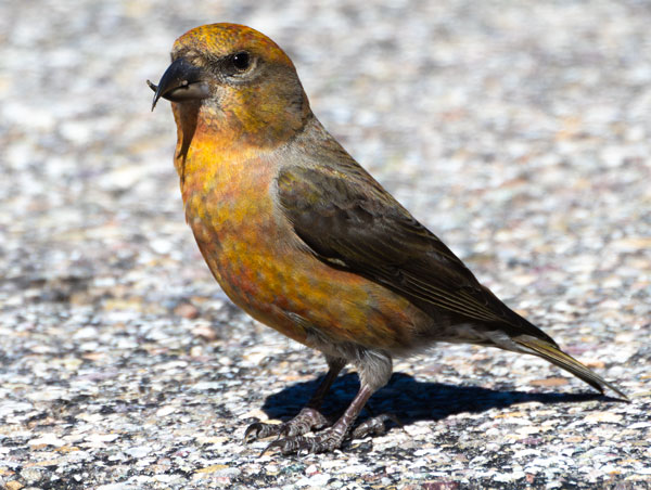 Red Crossbill Loxia curvirostra 