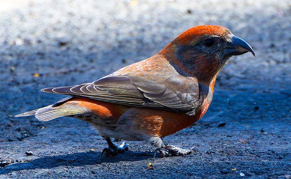 Red Crossbill Loxia curvirostra 