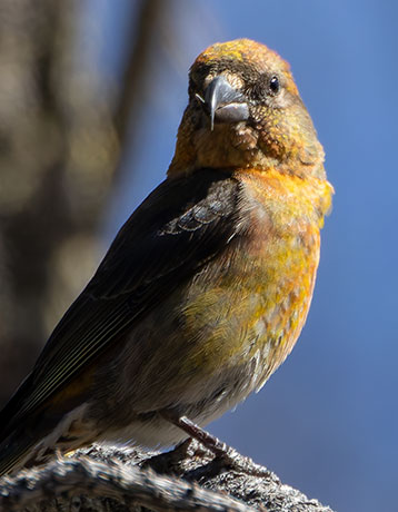 Red Crossbill Loxia curvirostra 