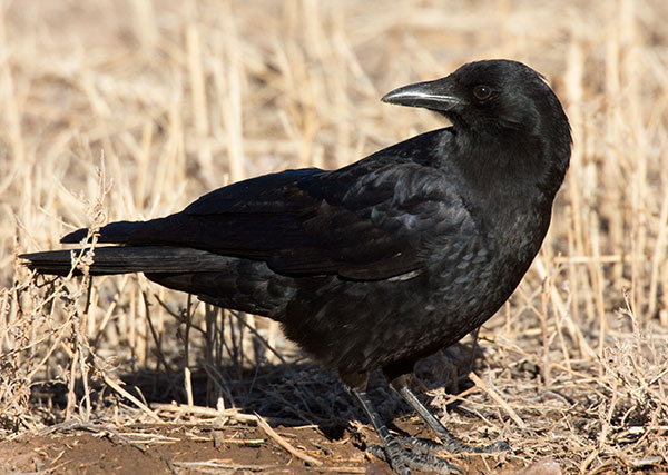American Crow Corvus brachyrhynchos